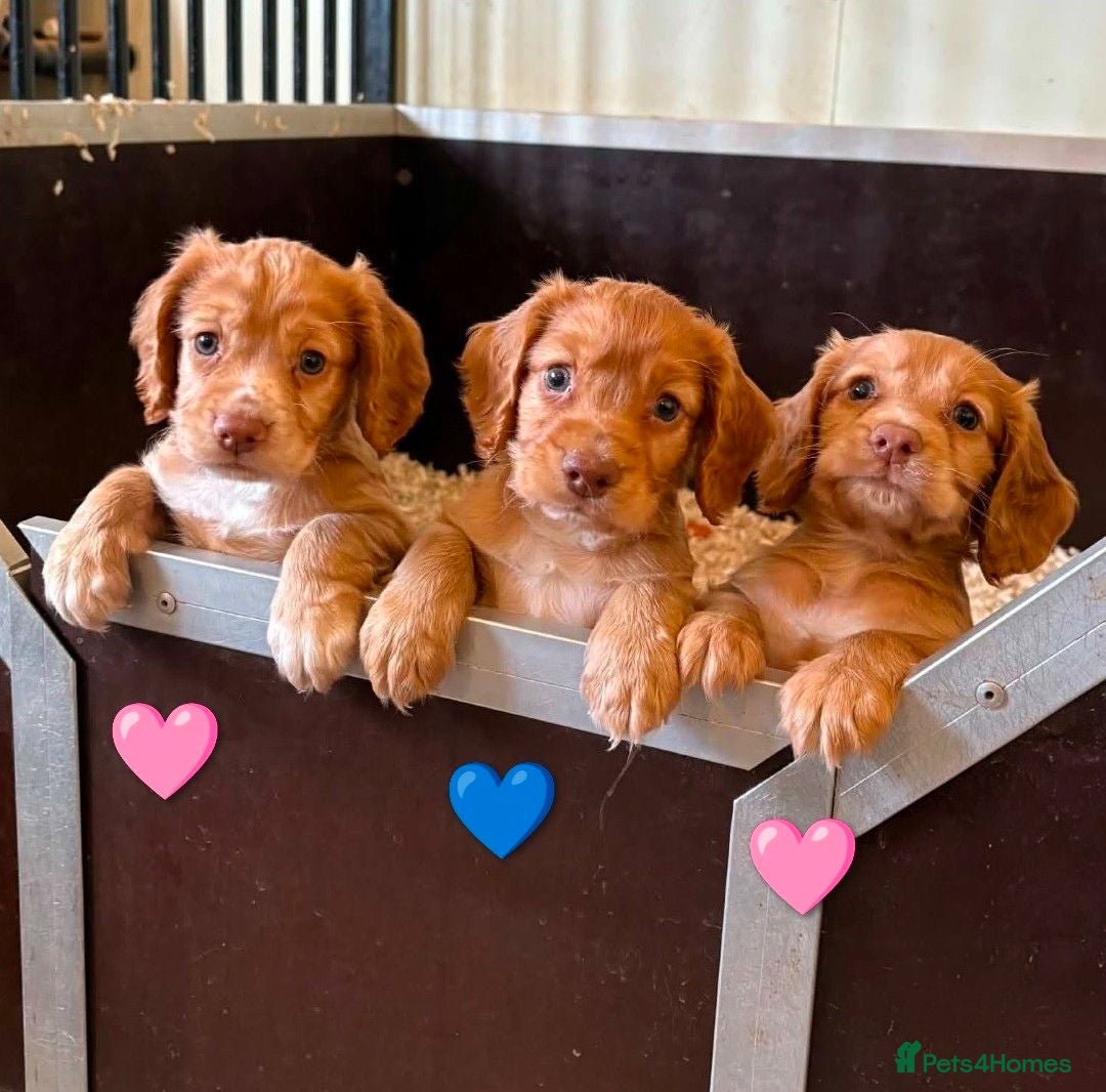 Cocker Spaniel dogs Champion working pedigree Gold/Red Cocker Spaniels - Advert 1