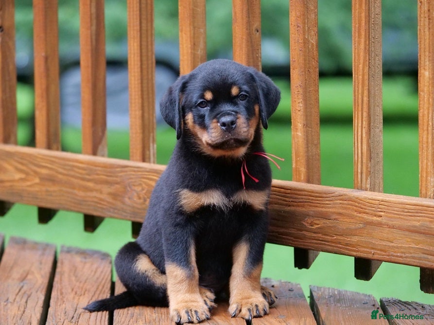 Rottweiler dogs for sale: Well socialised rottweiler pups for sale in Hatfield - Advert 6