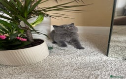 British Shorthair cats for sale: GCCF chunky blue British shorthair kittens😻🐾 - Image 4