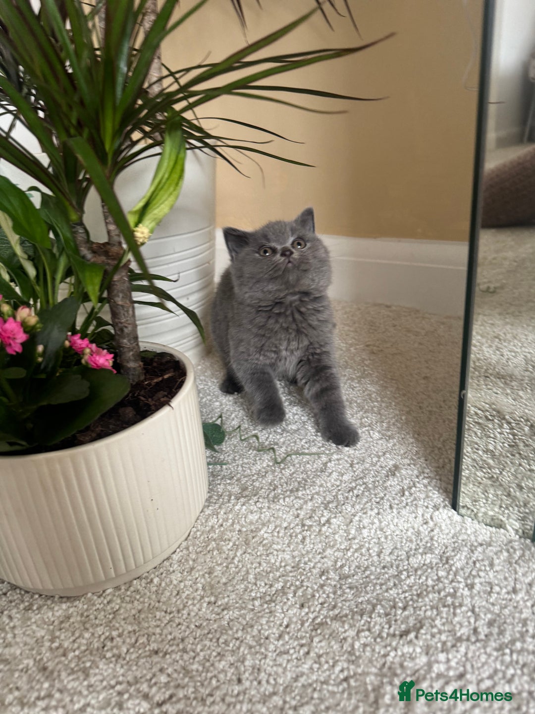 British Shorthair cats for sale: GCCF chunky blue British shorthair kittens😻🐾 - Image 4