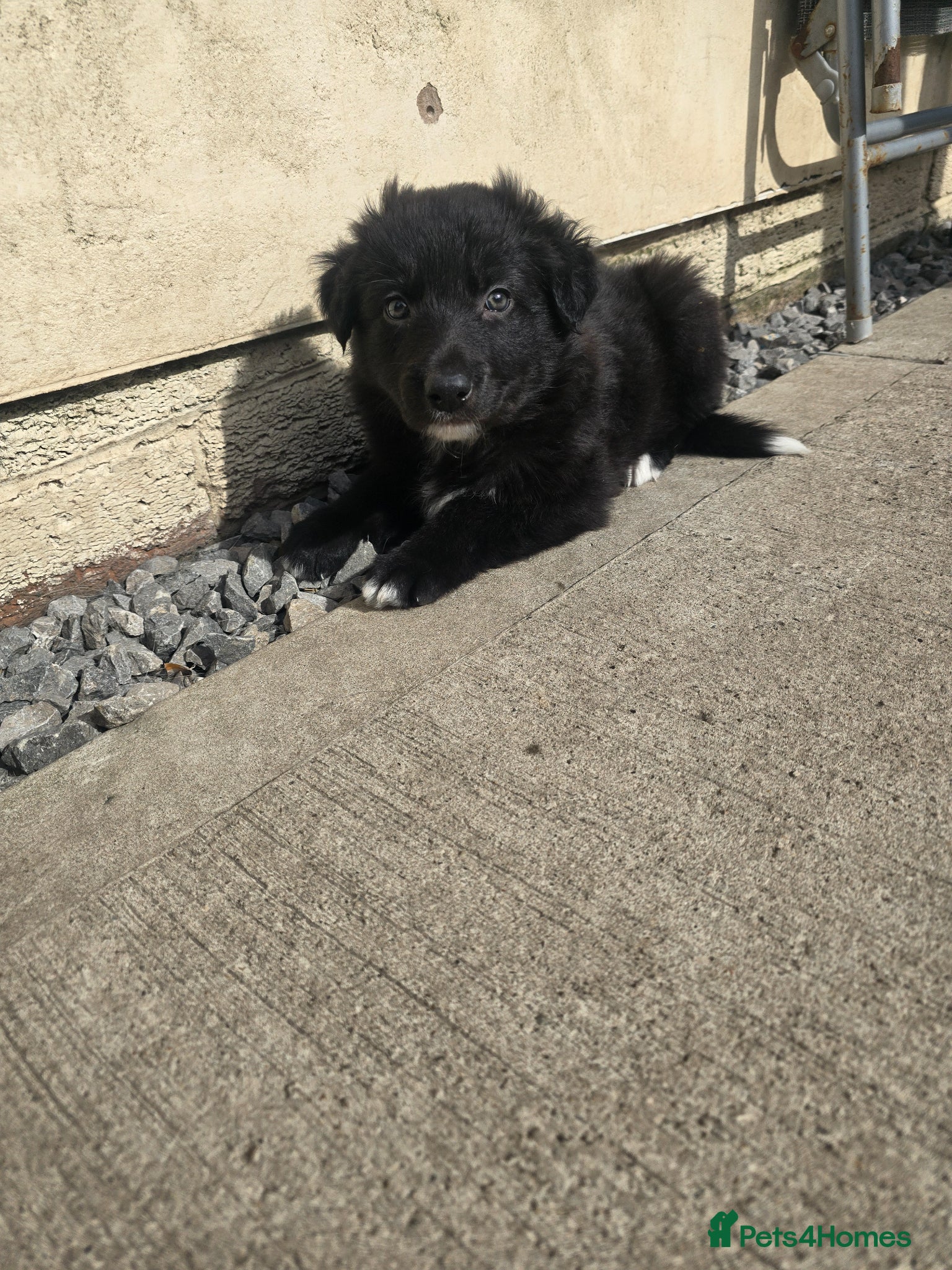 Mixed Breed dogs 💕8 black beautiful shollie pups💕 - Advert 19