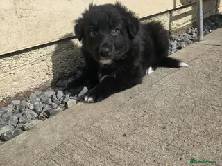 Mixed Breed dogs 💕8 black beautiful shollie pups💕 - Advert 19