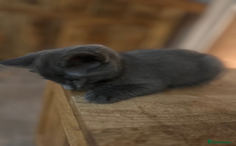 Ragdoll cats - Advert 2