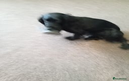 Cocker Spaniel dogs for sale: Black and white stripe crocker spaniel - Image 3