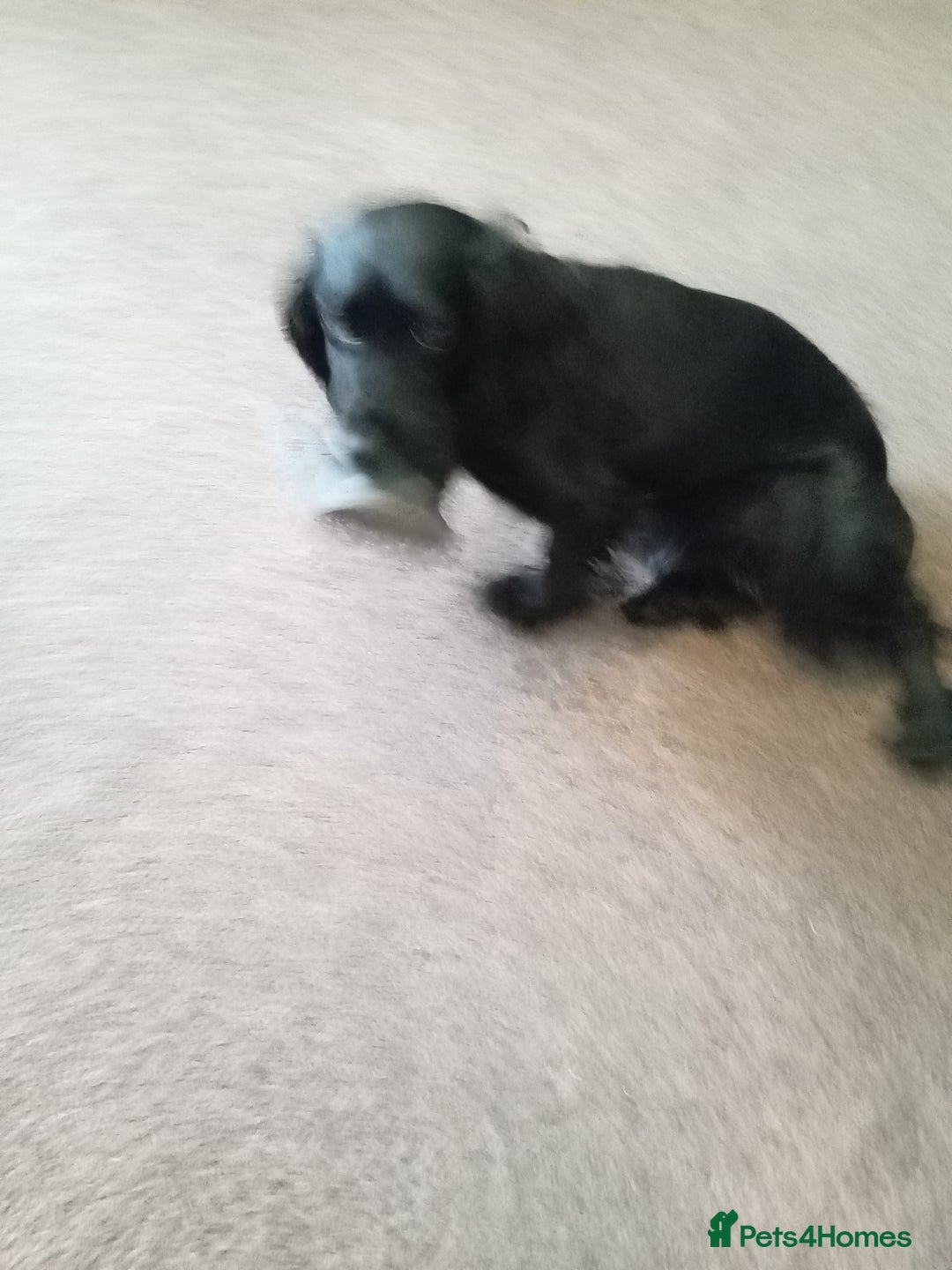 Cocker Spaniel dogs for sale: Black and white stripe crocker spaniel - Image 3