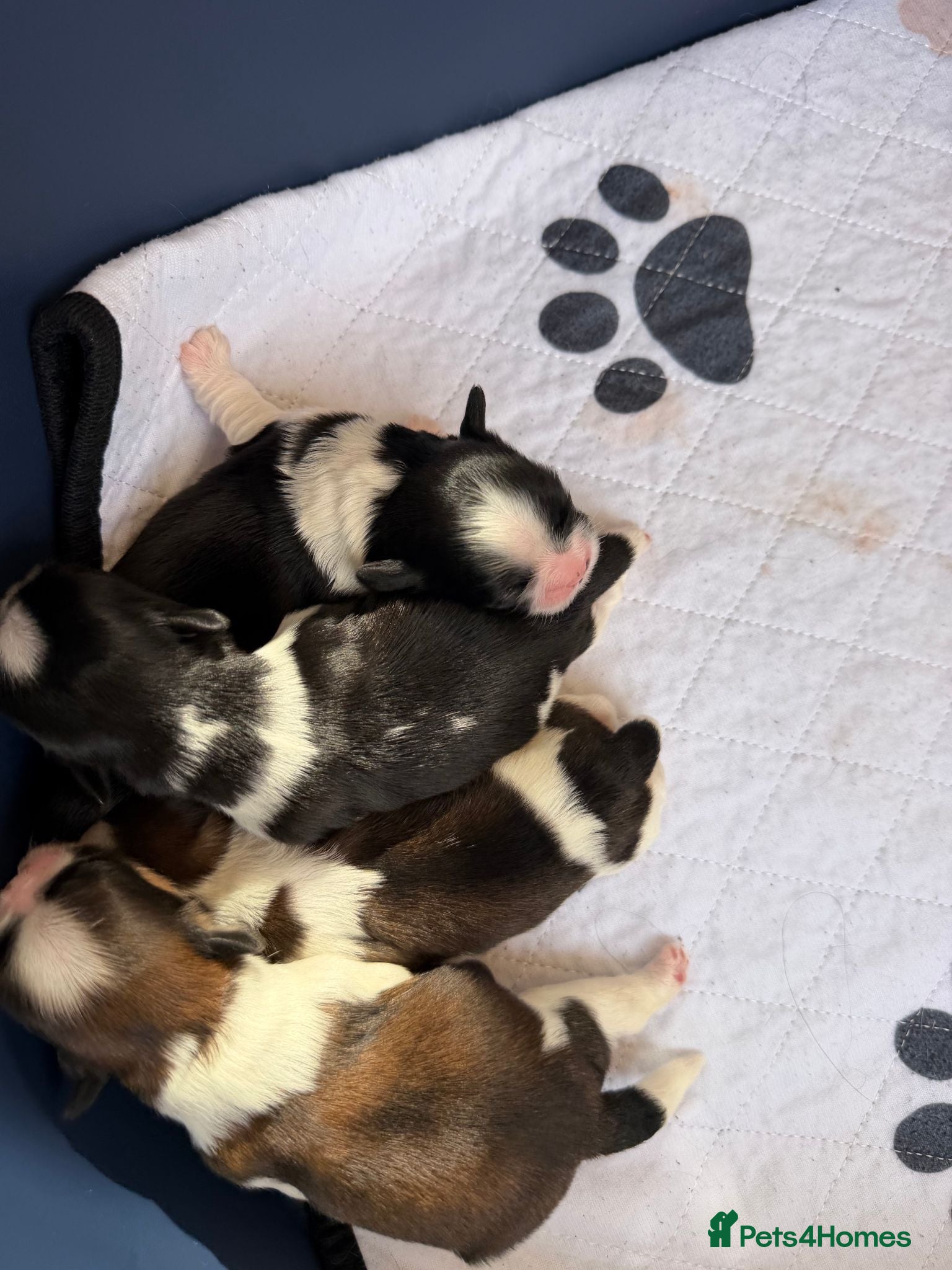 Shih Tzu dogs Wonderful Home - raised Shih Tzu Puppies for sale - Advert 2