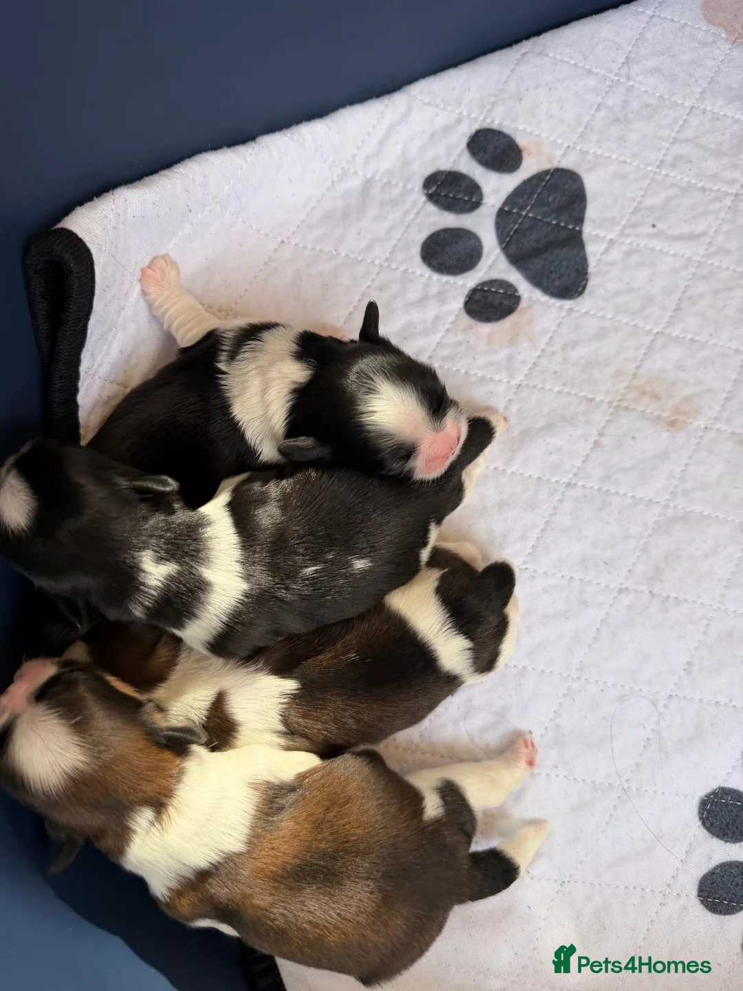 Shih Tzu dogs for sale: Wonderful Home - raised Shih Tzu Puppies for sale in Nottingham - Advert 2