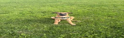 Mixed Breed dogs for sale: Female ridgeback x Dutch hearder - Advert 4