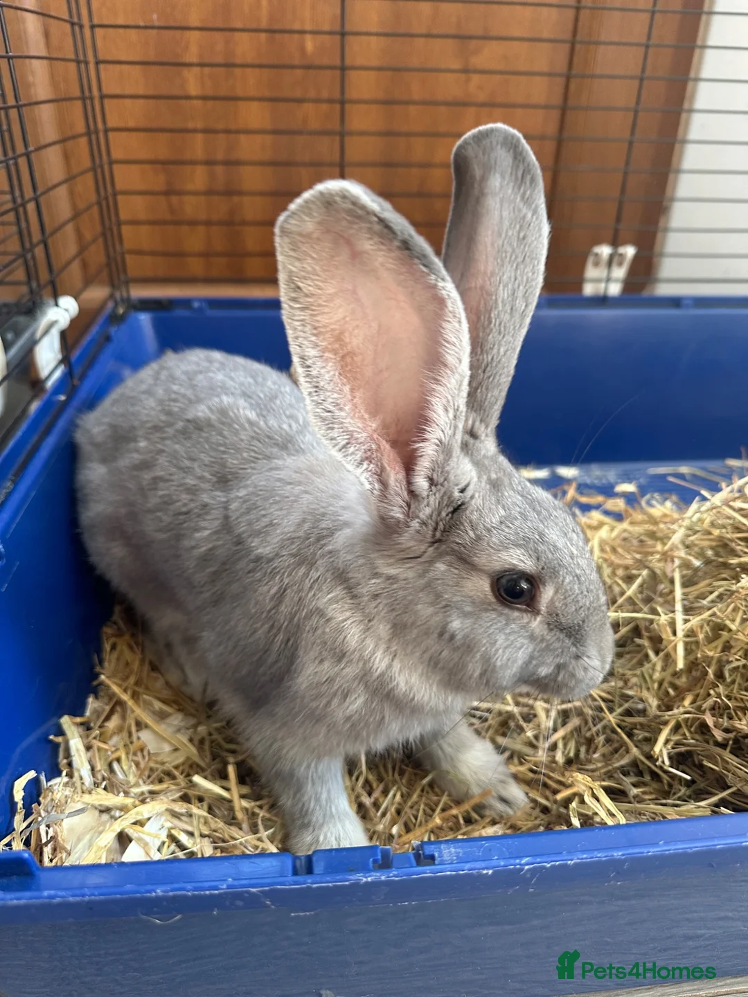 Continental Giant rabbits for sale: Male and female continental giants - Advert 1