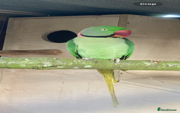 Parakeets birds for sale: Proven pair of Alexandrine  - Image 4