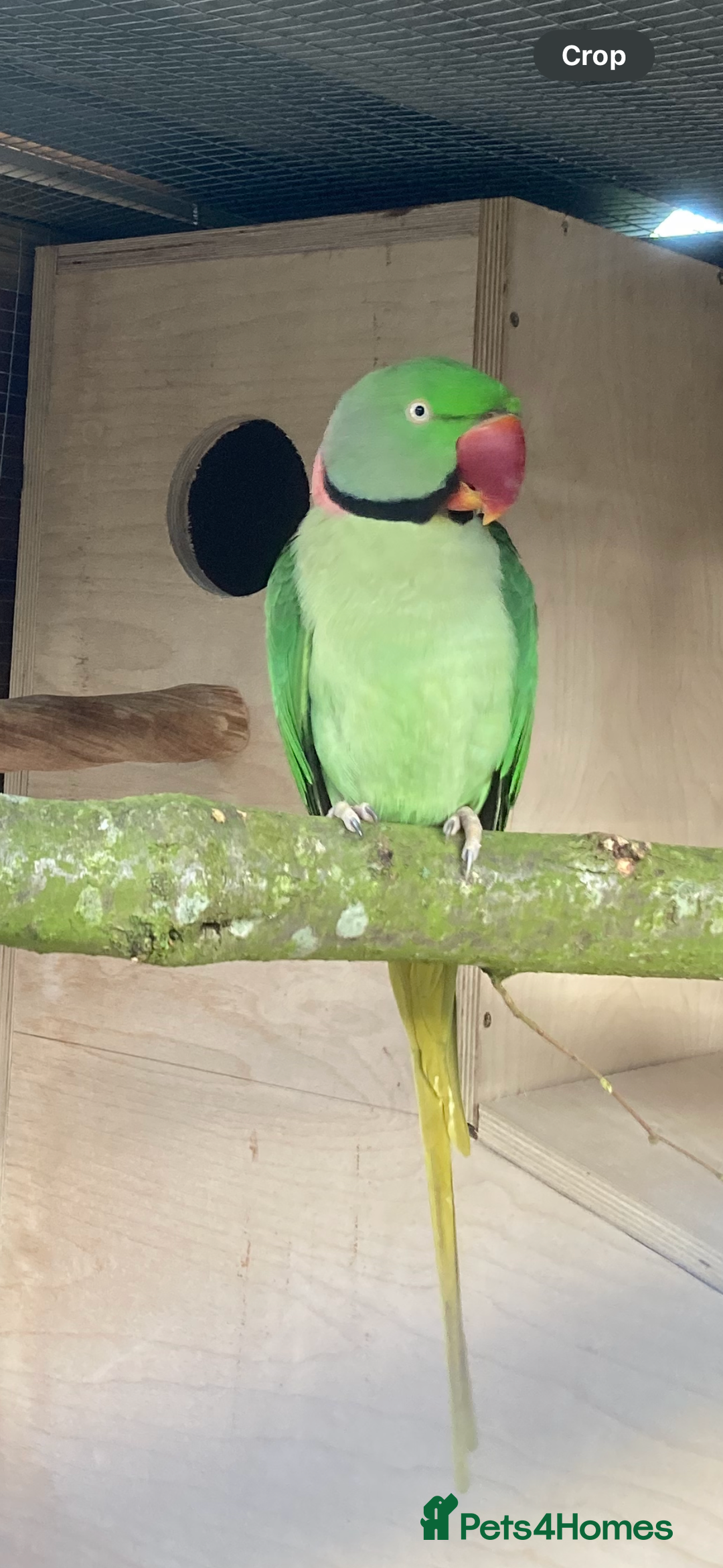 Parakeets birds for sale: Proven pair of Alexandrine  - Image 4