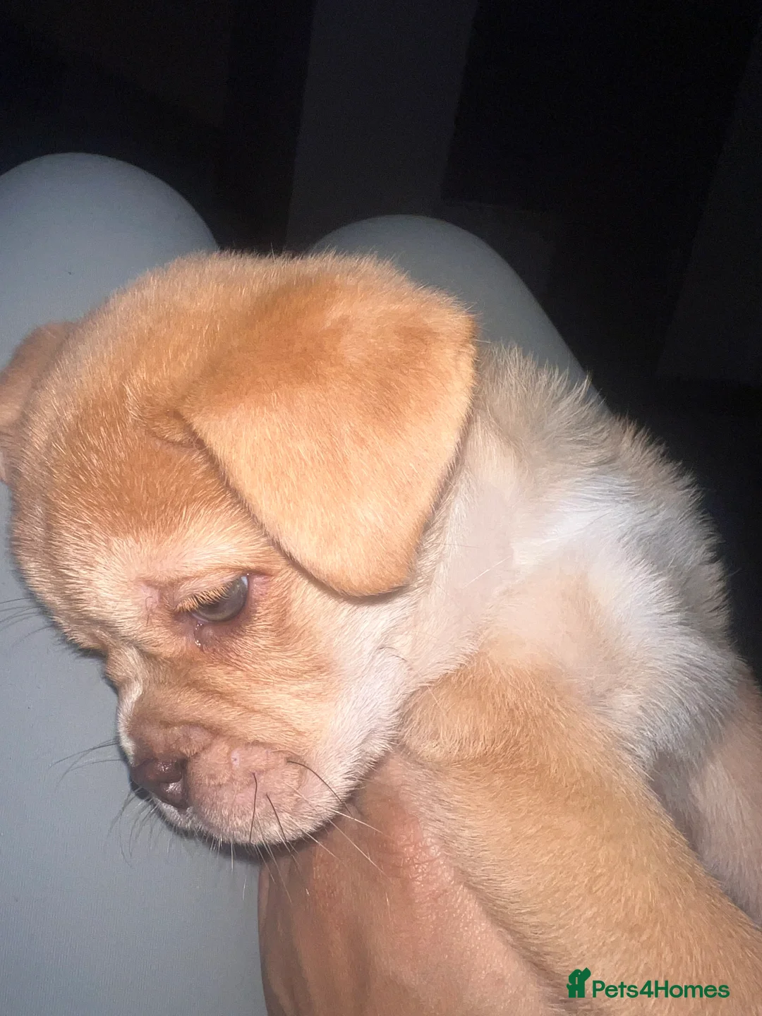 Mixed Breed dogs for sale: Pug x Chow Chow in Liverpool - Advert 9