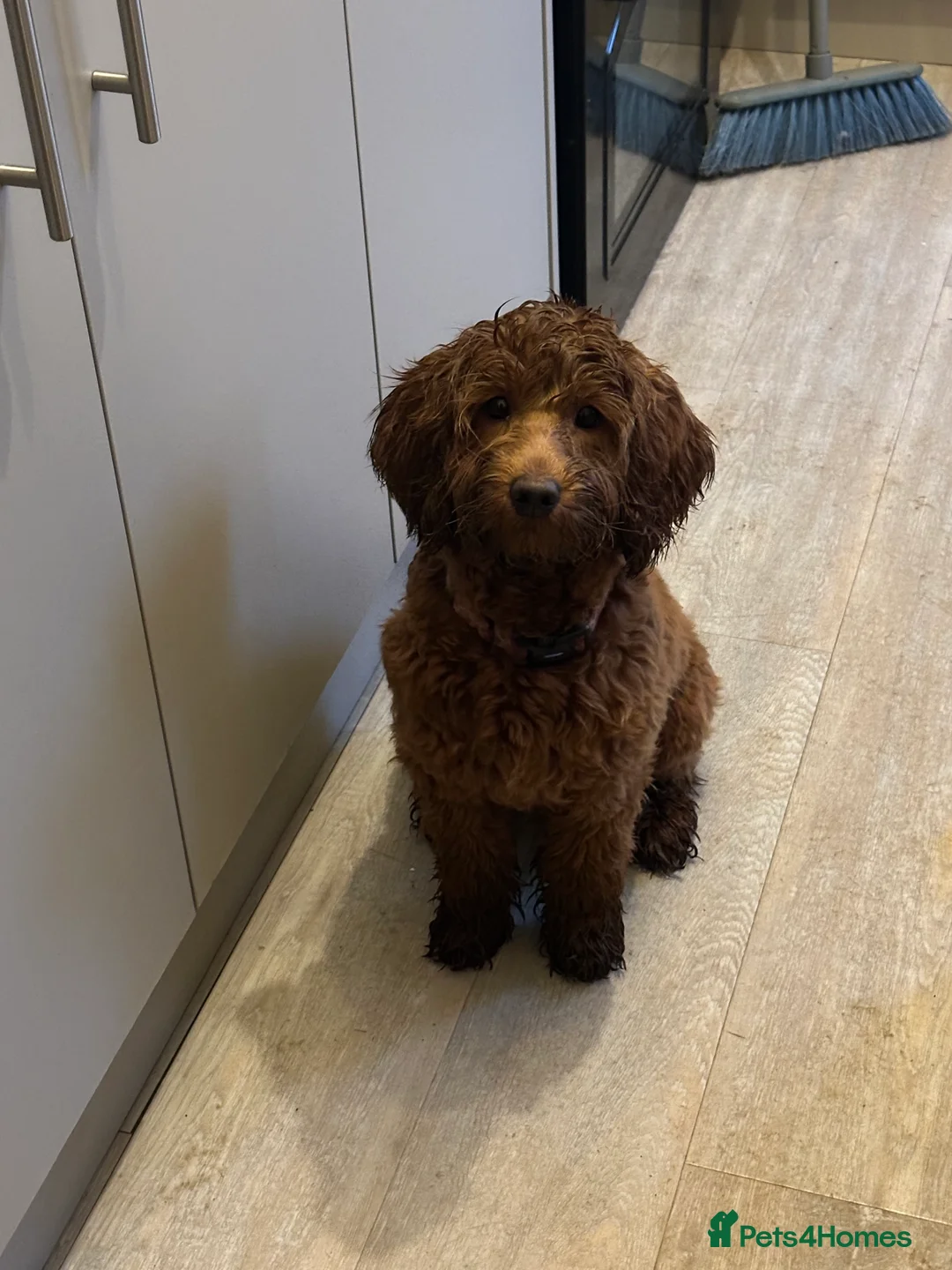 Cockapoo dogs for sale: Female cockapoo - Advert 1