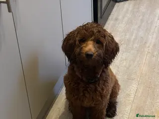 Cockapoo dogs Female cockapoo - Advert 1