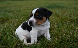 Jack Russell dogs for sale: Jack Russel puppies for sale  - Image 24