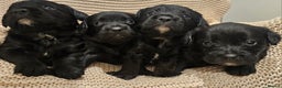 Mixed Breed dogs for sale: Froodle puppies  - Advert 5