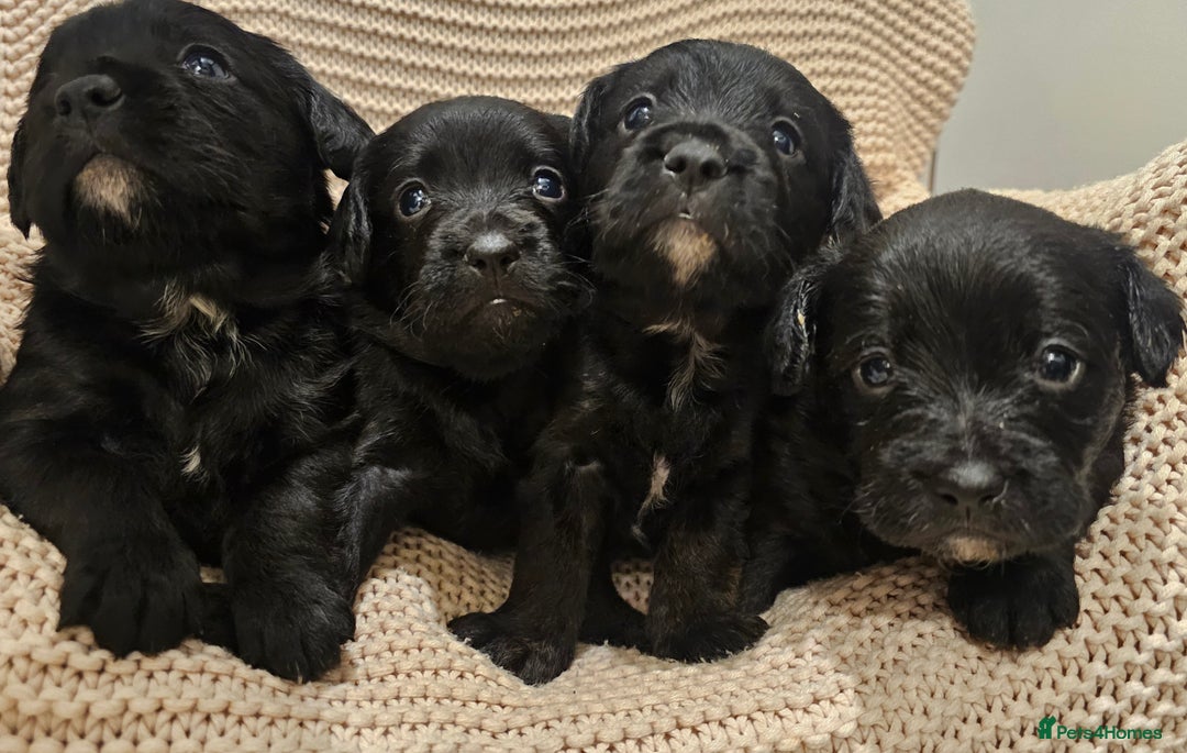 Mixed Breed dogs for sale: Froodle puppies  - Advert 5