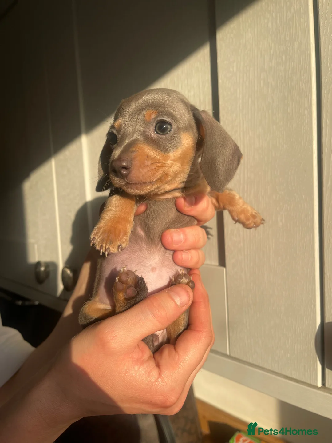 Miniature Dachshund dogs for sale: Miniature Dachshund's Isabella and Blue ❤️ - Advert 2