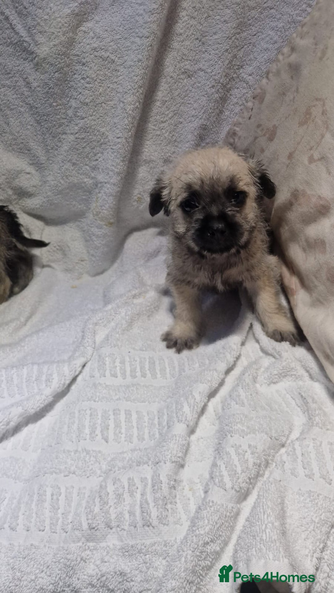 Shih Tzu dogs for sale: Shih tzu puppies  - Advert 5
