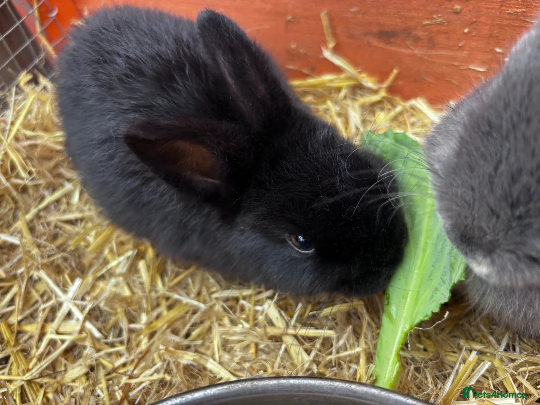 Mini Lion Lop rabbits for sale: 2 Beautiful Mini Lionhead Lops For Sale £50 Each - Advert 2