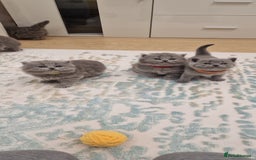 British Shorthair cats for sale: 💙British Shorthair and Long.. Blue kittens ❤️💛💚 - Image 26