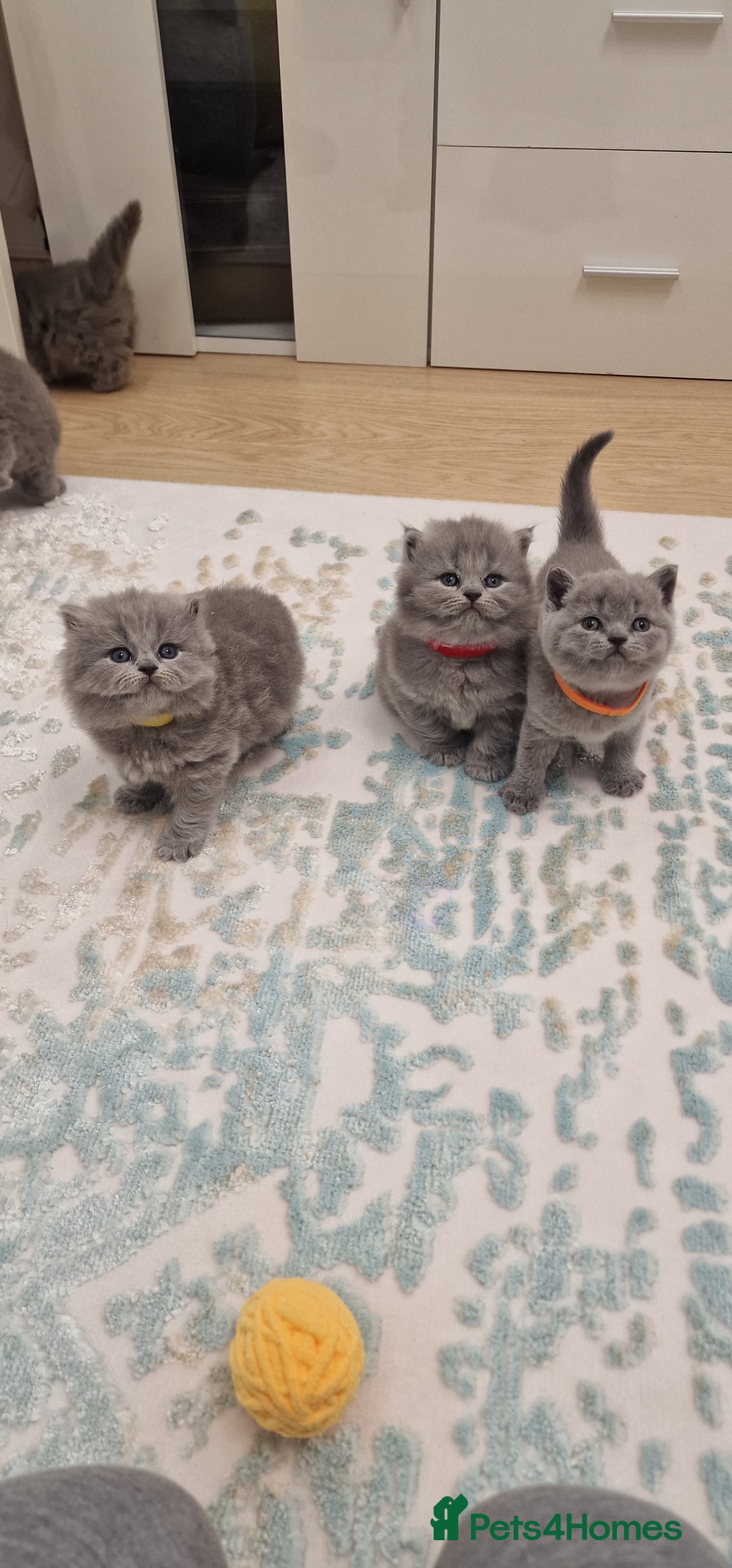 British Shorthair cats for sale: 💙British Shorthair and Long.. Blue kittens ❤️💛💚 - Image 26