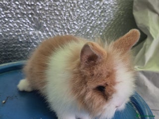 Lionhead rabbits Lionhead Baby bunny rabbits 8 weeks old - Advert 2
