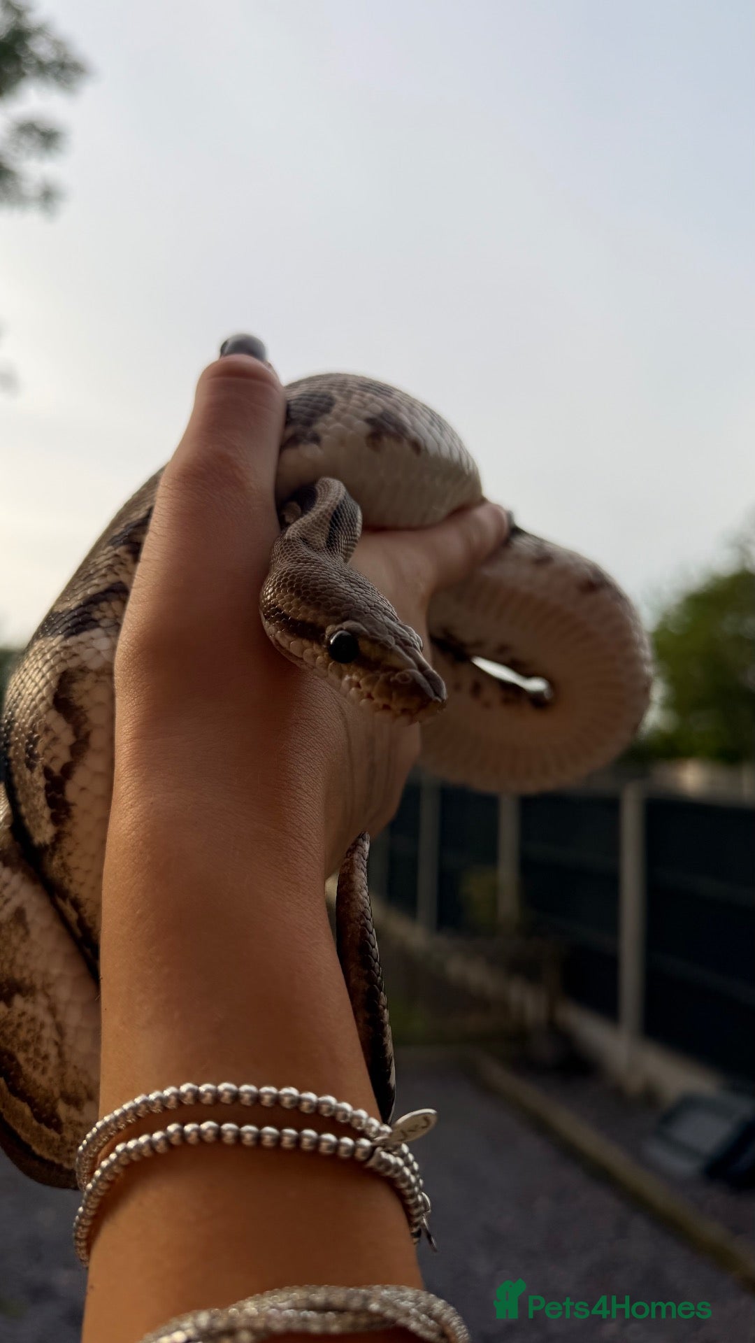 Python Snake reptiles Ball Python - Advert 15