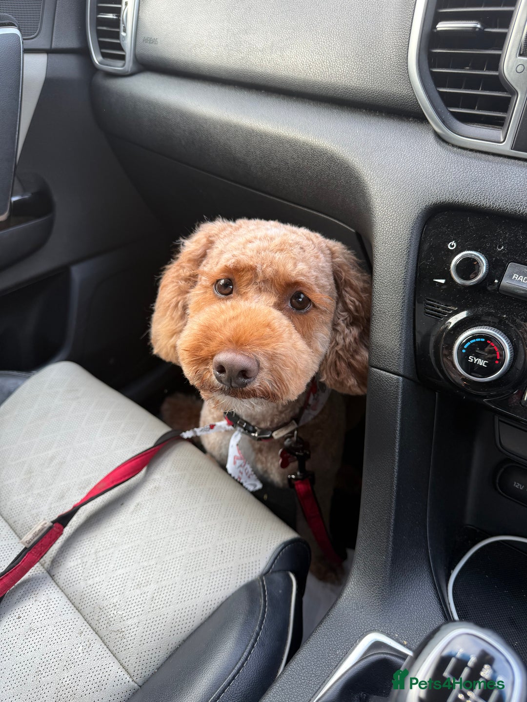 Cockapoo dogs for sale: 2yo cockapoo stormy  - Advert 2