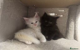 Maine Coon cats for sale: 2 Mainecoon pedigree kitten - Image 20