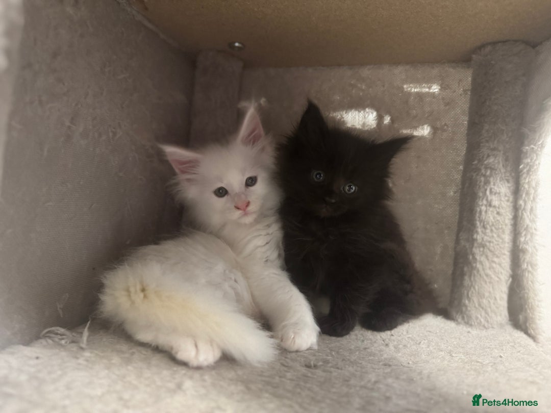 Maine Coon cats for sale: 2 Mainecoon pedigree kitten - Image 20
