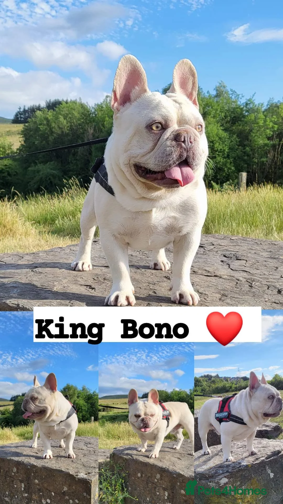 French Bulldog dogs for stud:  💥Amazing structure and quality! in Ebbw Vale - Advert 3