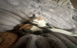 Domestic Shorthair cats for sale: Beautiful calico  - Image 3