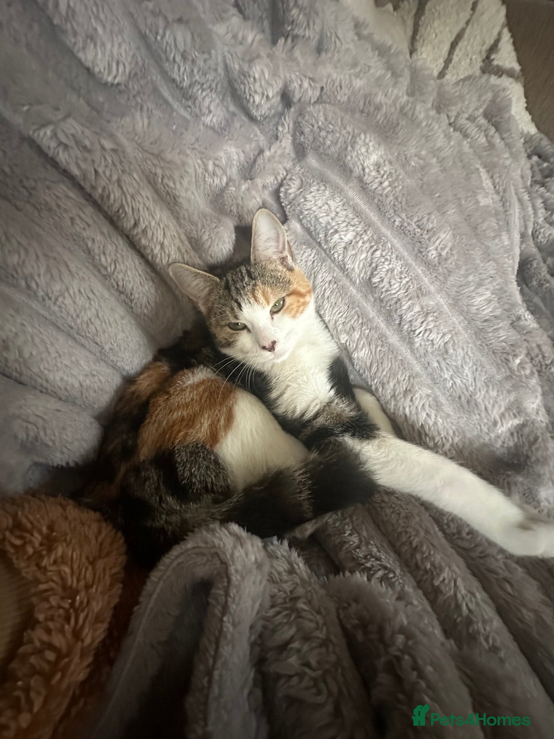 Domestic Shorthair cats for sale: Beautiful calico  - Image 3