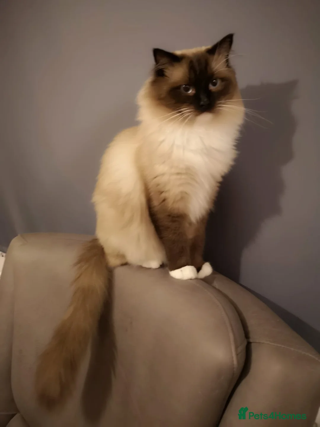 Ragdoll cats for stud: Chico Ragdoll for stud - Advert 2