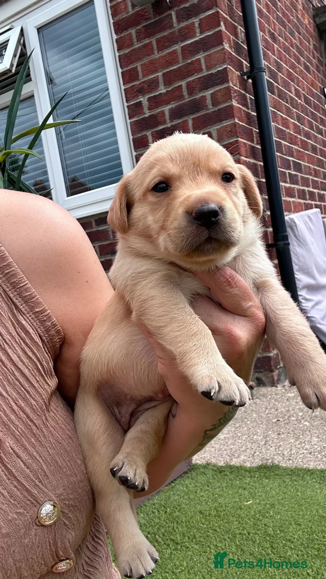 Labrador Retriever dogs for sale: Labrador puppies - Advert 17