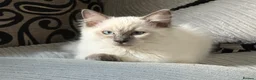 Ragdoll cats for sale: Stunning Ragdoll Boy – Alpha 💙 in North Walsham - Advert 5