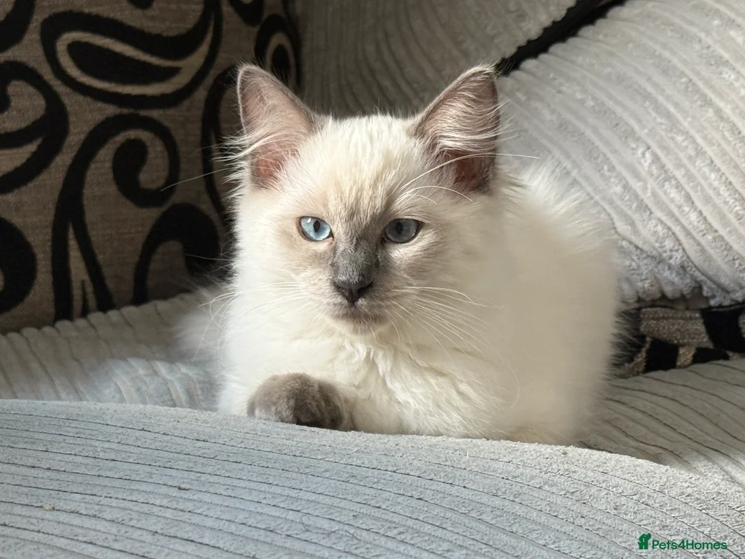 Ragdoll cats for sale: Stunning Ragdoll Boy – Alpha 💙 in North Walsham - Advert 5