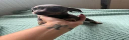 Miniature Dachshund dogs for sale: 3 miniature daschund puppies girls - Advert 7