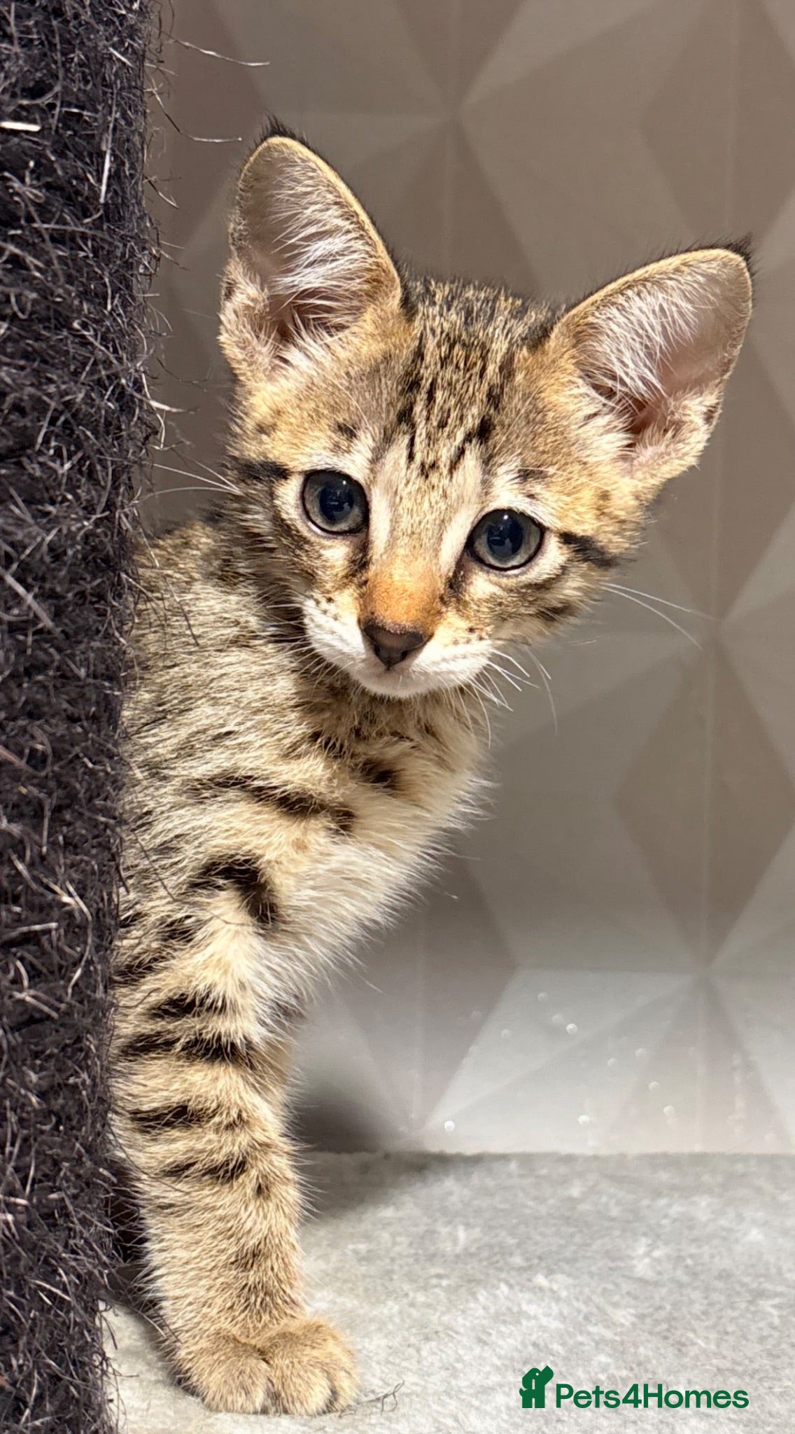 Savannah cats Beautiful SBT female - Advert 13