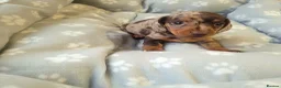 Miniature Dachshund dogs for sale: 🐶😍Miniature dachshund Puppies😍🐶 - Advert 3