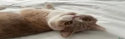 British Shorthair cats for sale: Sweet, playful Nala - Advert 11