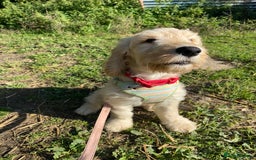 Cockapoo dogs for sale: Beautiful cockadoodle female puppy  - Image 10