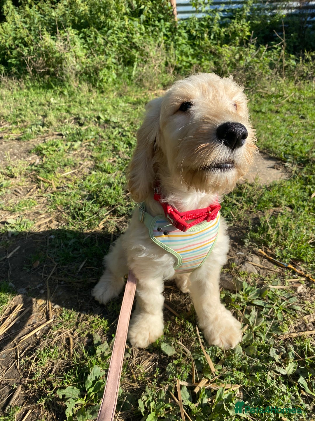 Cockapoo dogs for sale: Beautiful cockadoodle female puppy  - Image 10