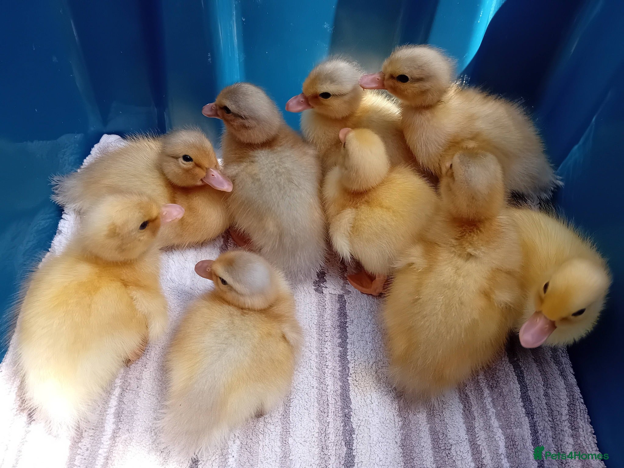 Ducks poultry for sale: Miniature Apricot Call Ducklings Available - Advert 7