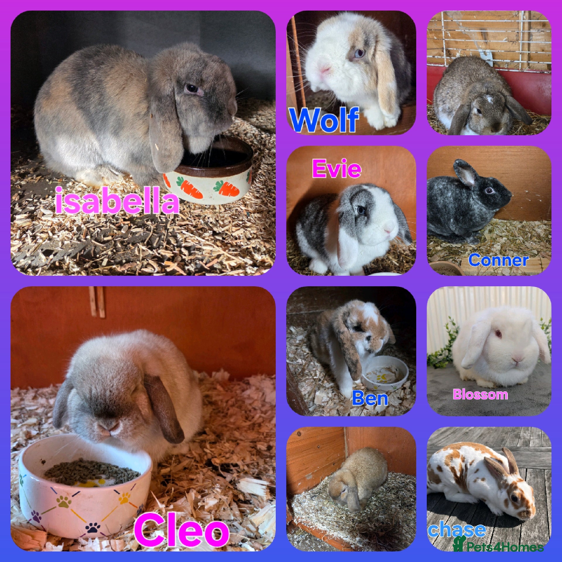 Mini Lop rabbits ❤️MORE ADDED! mini lop & mini rex boys & girls ♥️ - Advert 1