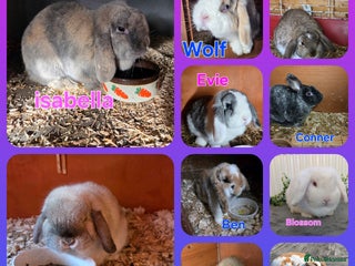 Mini Lop rabbits ❤️MORE ADDED! mini lop & mini rex boys & girls ♥️ - Advert 1