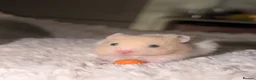 Hamster rodents for sale: Female Syrian 6 weeks in Clacton-on-Sea - Advert 3