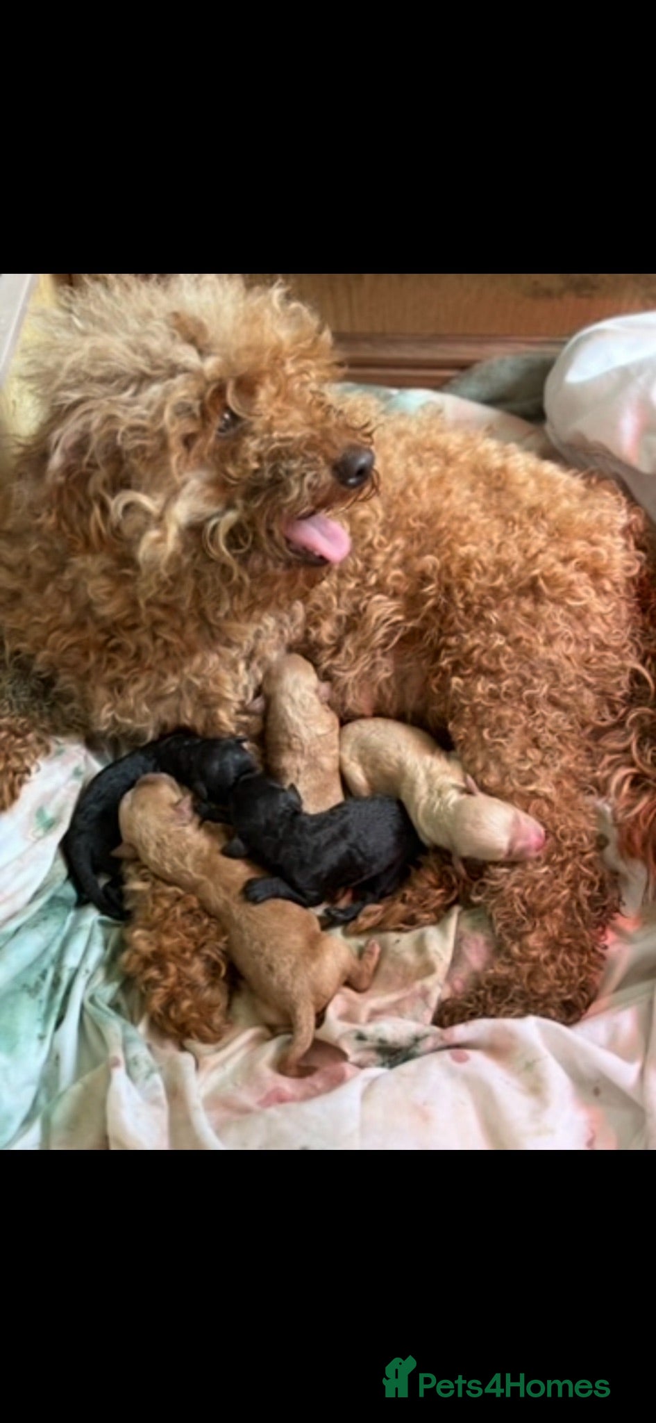 Miniature Poodle dogs MINIATURE POODLE PUPPIES  - Advert 16