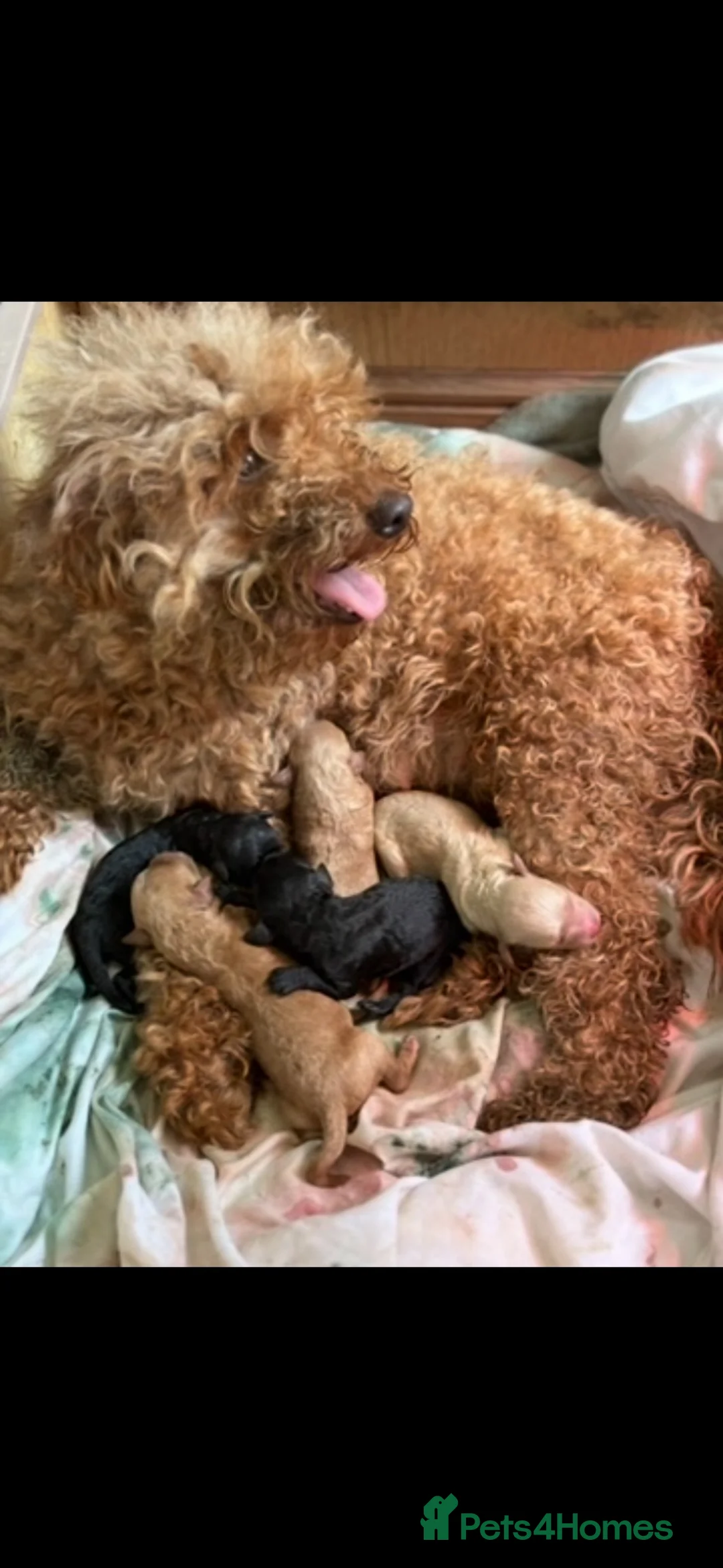 Miniature Poodle dogs for sale: MINIATURE POODLE PUPPIES  - Advert 1